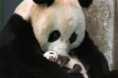 /album/fotogaleria/panda-3-jpg1/